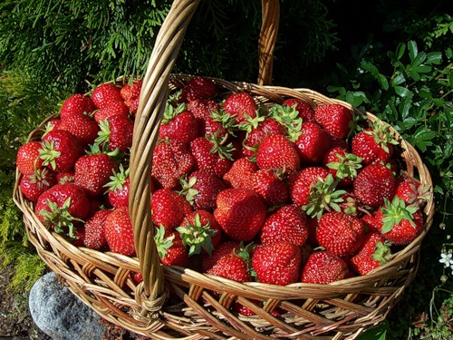 Home Berry Box ¿Cómo funciona?