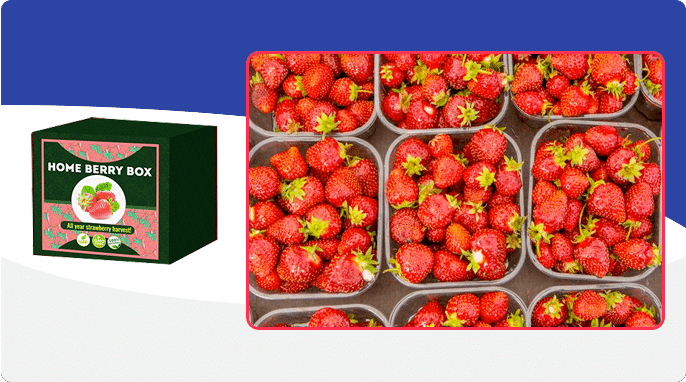 Home Berry Box ¿Cómo funciona?